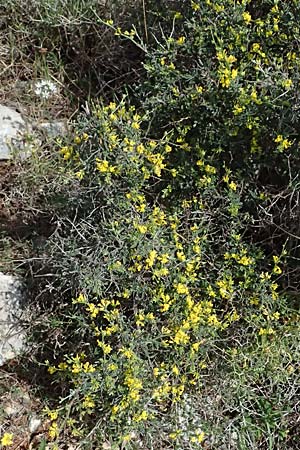 Anthyllis hermanniae \ Dorniger Wundklee, Kefalonia Chavdata 15.4.2024