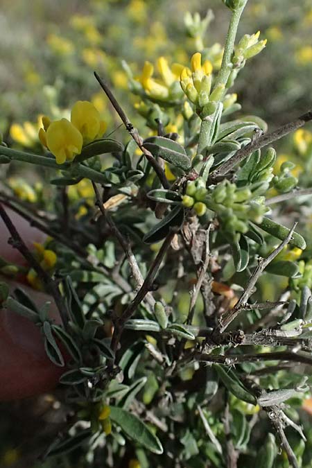 Anthyllis hermanniae \ Dorniger Wundklee, Kefalonia Chavdata 15.4.2024