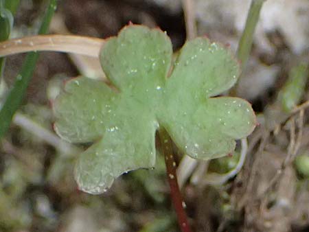 Geranium lucidum \ Glnzender Storchschnabel / Shining Crane's-Bill, Kefalonia/Cephalonia Ainos 18.4.2024