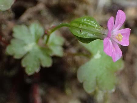 Geranium lucidum \ Glnzender Storchschnabel / Shining Crane's-Bill, Kefalonia/Cephalonia Ainos 18.4.2024