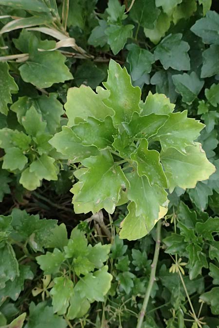 Pelargonium peltatum ? \ H�nge-Pelargonie, Efeu-Pelargonie, Kefalonia Argostoli 19.4.2024