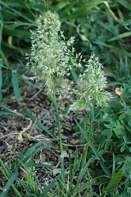 Trisetaria aurea \ Goldener Grannenhafer / Golden Oat Grass, Kefalonia/Cephalonia Argostoli 14.4.2024