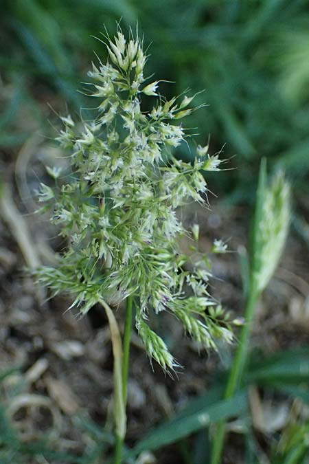 Trisetaria aurea \ Goldener Grannenhafer / Golden Oat Grass, Kefalonia/Cephalonia Argostoli 14.4.2024