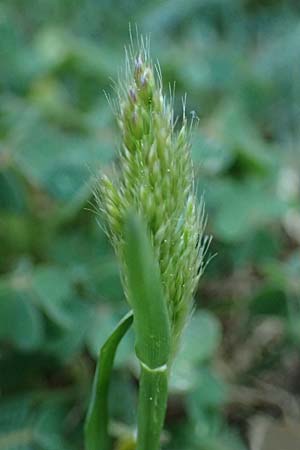 Trisetaria aurea \ Goldener Grannenhafer / Golden Oat Grass, Kefalonia/Cephalonia Argostoli 14.4.2024
