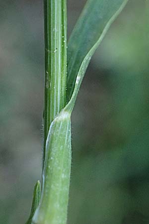 Trisetaria aurea \ Goldener Grannenhafer / Golden Oat Grass, Kefalonia/Cephalonia Argostoli 14.4.2024