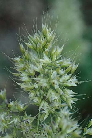 Trisetaria aurea \ Goldener Grannenhafer / Golden Oat Grass, Kefalonia/Cephalonia Argostoli 14.4.2024