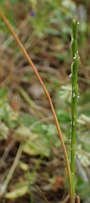 Hemarthria altissima \ Sumpf-Quecke / African Jointgrass, Limpo Grass, Kefalonia/Cephalonia Fiskardo 16.4.2024