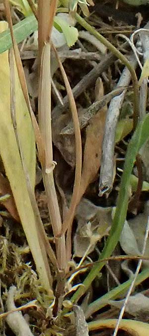 Hemarthria altissima \ Sumpf-Quecke / African Jointgrass, Limpo Grass, Kefalonia/Cephalonia Fiskardo 16.4.2024