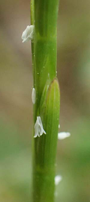 Hemarthria altissima \ Sumpf-Quecke / African Jointgrass, Limpo Grass, Kefalonia/Cephalonia Fiskardo 16.4.2024