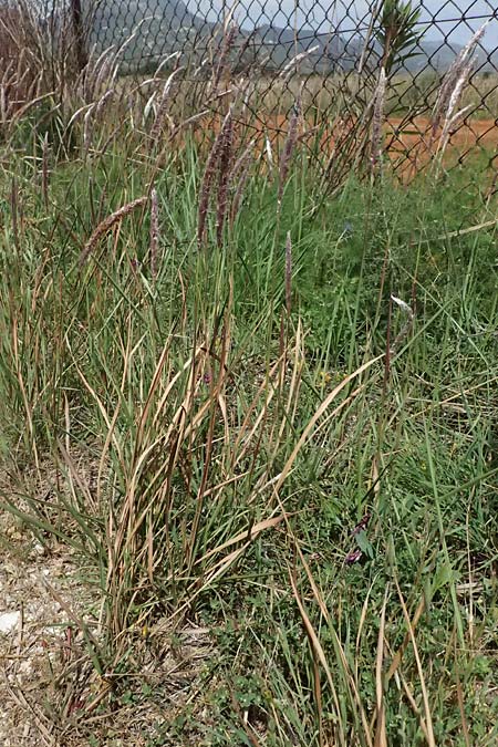 Imperata cylindrica \ Silberhaargras, Japanisches Blutgras / Cogon Grass, Alang-Alang, Kefalonia/Cephalonia Kap Mounda 17.4.2024