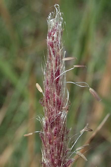 Imperata cylindrica \ Silberhaargras, Japanisches Blutgras / Cogon Grass, Alang-Alang, Kefalonia/Cephalonia Kap Mounda 17.4.2024