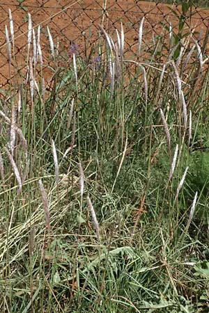 Imperata cylindrica \ Silberhaargras, Japanisches Blutgras / Cogon Grass, Alang-Alang, Kefalonia/Cephalonia Kap Mounda 17.4.2024