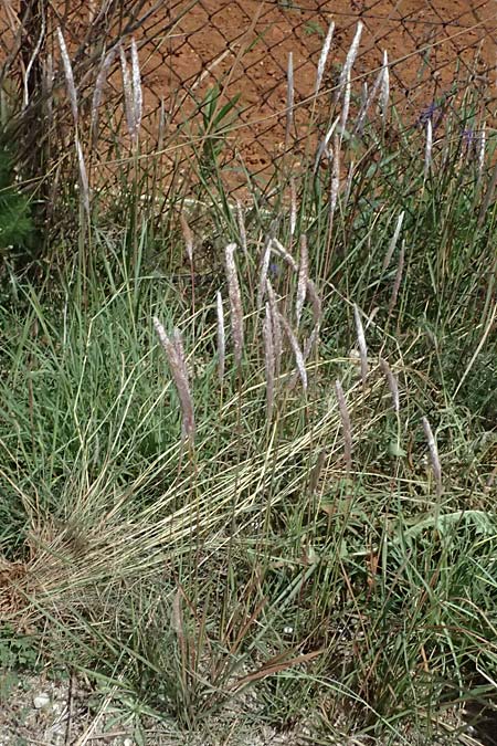 Imperata cylindrica \ Silberhaargras, Japanisches Blutgras / Cogon Grass, Alang-Alang, Kefalonia/Cephalonia Kap Mounda 17.4.2024