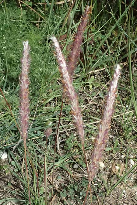 Imperata cylindrica \ Silberhaargras, Japanisches Blutgras / Cogon Grass, Alang-Alang, Kefalonia/Cephalonia Kap Mounda 17.4.2024
