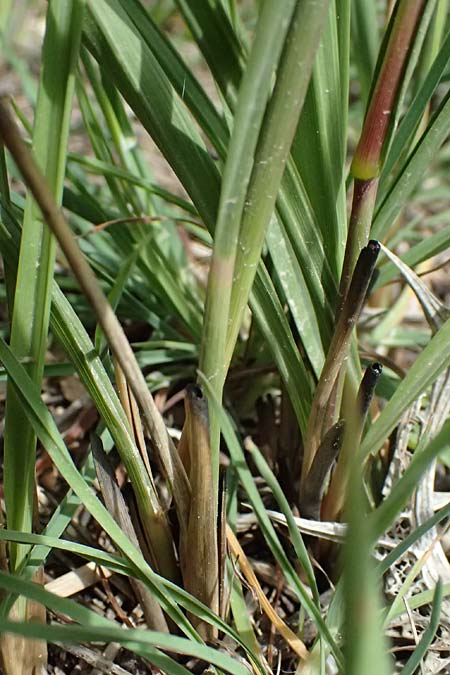 Imperata cylindrica \ Silberhaargras, Japanisches Blutgras / Cogon Grass, Alang-Alang, Kefalonia/Cephalonia Kap Mounda 17.4.2024