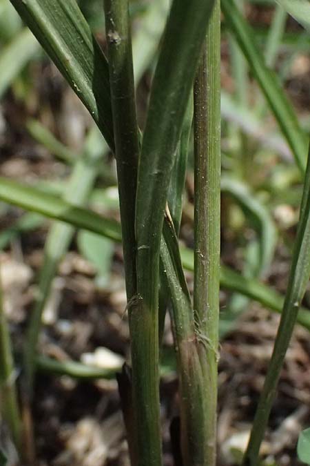 Imperata cylindrica \ Silberhaargras, Japanisches Blutgras / Cogon Grass, Alang-Alang, Kefalonia/Cephalonia Kap Mounda 17.4.2024