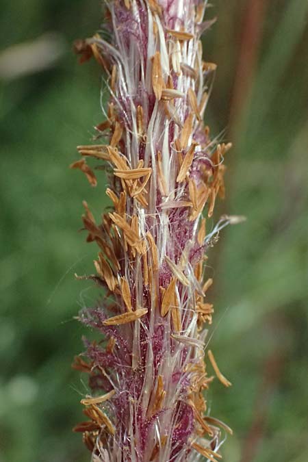 Imperata cylindrica \ Silberhaargras, Japanisches Blutgras / Cogon Grass, Alang-Alang, Kefalonia/Cephalonia Kap Mounda 17.4.2024