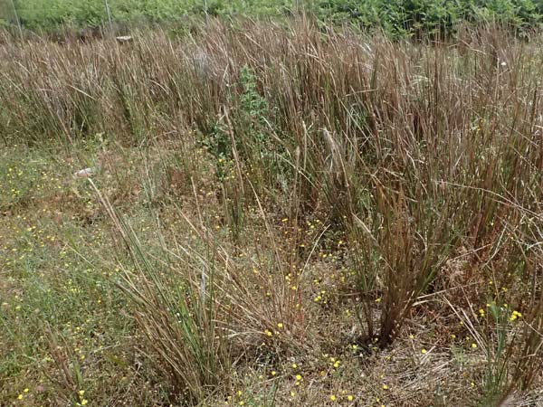 Imperata cylindrica \ Silberhaargras, Japanisches Blutgras / Cogon Grass, Alang-Alang, Kefalonia/Cephalonia Kap Mounda 17.4.2024