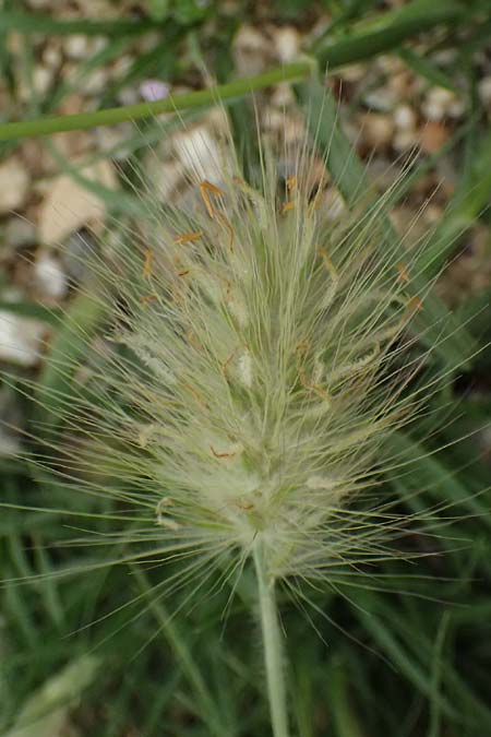 Cenchrus villosus \ Zottiges Federborsten-Gras / Feathertop, Kefalonia/Cephalonia Argostoli 23.4.2024