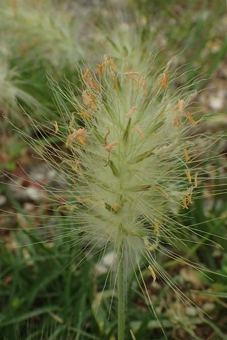 Cenchrus villosus \ Zottiges Federborsten-Gras / Feathertop, Kefalonia/Cephalonia Argostoli 23.4.2024