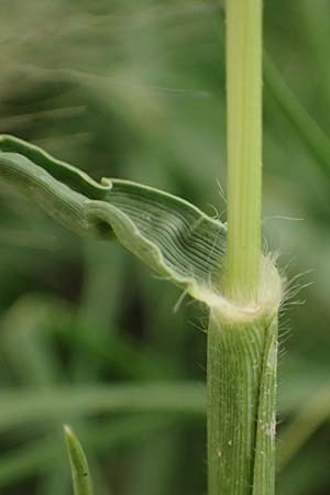 Cenchrus villosus \ Zottiges Federborsten-Gras / Feathertop, Kefalonia/Cephalonia Argostoli 23.4.2024