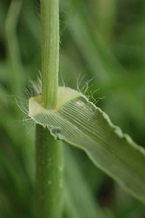 Cenchrus villosus \ Zottiges Federborsten-Gras / Feathertop, Kefalonia/Cephalonia Argostoli 23.4.2024