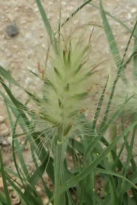 Cenchrus villosus \ Zottiges Federborsten-Gras / Feathertop, Kefalonia/Cephalonia Argostoli 23.4.2024