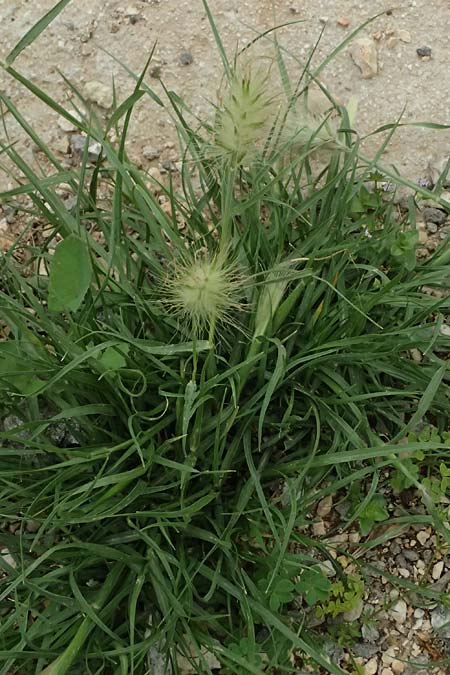Cenchrus villosus \ Zottiges Federborsten-Gras / Feathertop, Kefalonia/Cephalonia Argostoli 23.4.2024