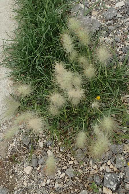 Cenchrus villosus \ Zottiges Federborsten-Gras / Feathertop, Kefalonia/Cephalonia Argostoli 23.4.2024