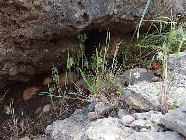 Cynosurus effusus \ Sch&ouml;nes Kammgras / Elegant Dogstail Grass, Kefalonia/Cephalonia Ainos 24.4.2024