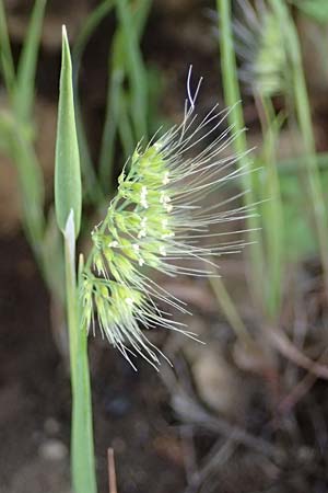Cynosurus effusus \ Sch&ouml;nes Kammgras / Elegant Dogstail Grass, Kefalonia/Cephalonia Ainos 24.4.2024