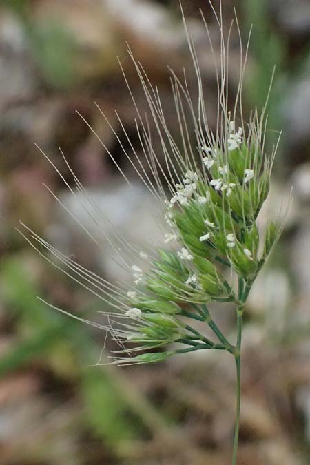 Cynosurus effusus \ Sch&ouml;nes Kammgras / Elegant Dogstail Grass, Kefalonia/Cephalonia Ainos 24.4.2024