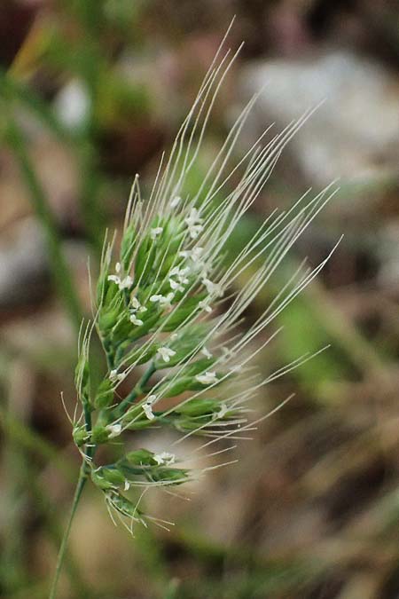 Cynosurus effusus \ Sch&ouml;nes Kammgras / Elegant Dogstail Grass, Kefalonia/Cephalonia Ainos 24.4.2024
