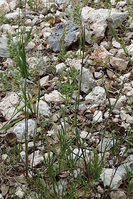 Cynosurus effusus \ Sch&ouml;nes Kammgras / Elegant Dogstail Grass, Kefalonia/Cephalonia Ainos 24.4.2024