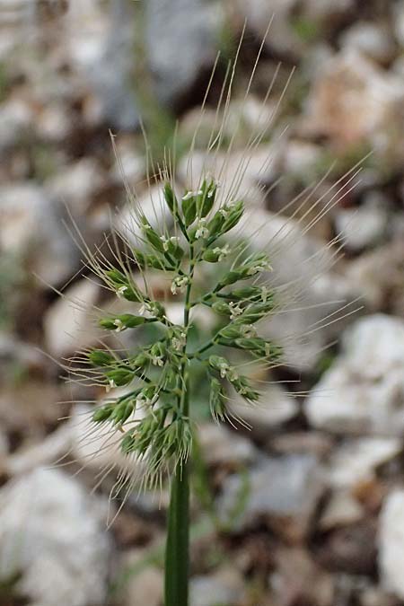 Cynosurus effusus \ Sch&ouml;nes Kammgras / Elegant Dogstail Grass, Kefalonia/Cephalonia Ainos 24.4.2024