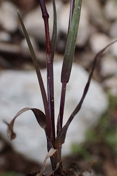Cynosurus effusus \ Sch&ouml;nes Kammgras / Elegant Dogstail Grass, Kefalonia/Cephalonia Ainos 24.4.2024