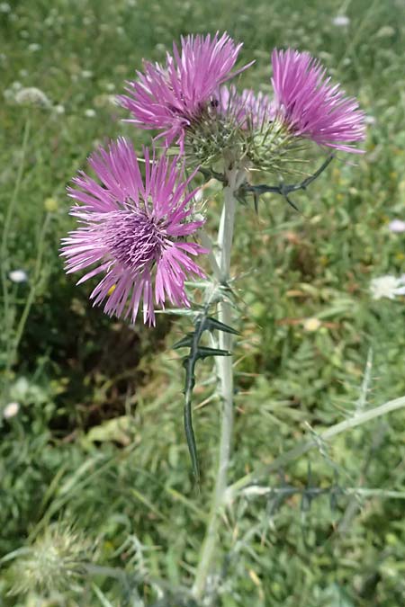 Galactites tomentosa \ Milchfleck-Distel, Kefalonia Livadi 15.4.2024