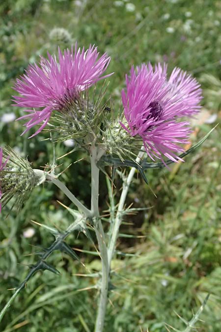 Galactites tomentosa \ Milchfleck-Distel, Kefalonia Livadi 15.4.2024