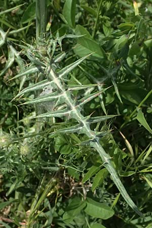 Galactites tomentosa \ Milchfleck-Distel, Kefalonia Livadi 15.4.2024