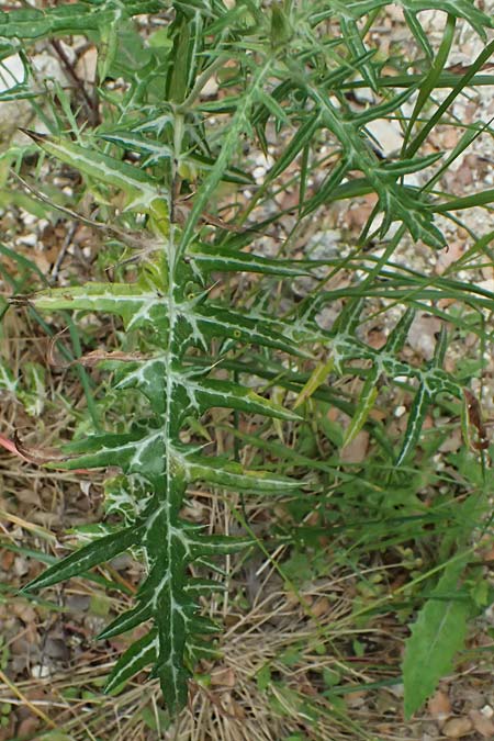Galactites tomentosa \ Milchfleck-Distel, Kefalonia Paralia Trapezaki 21.4.2024
