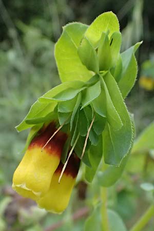 Cerinthe major \ Gro�e Wachsblume / Greater Honeywort, Kefalonia/Cephalonia Paralia Trapezaki 21.4.2024