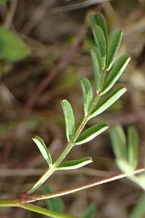 Hippocrepis ciliata \ Gewimperter Hufeisenklee, Kefalonia Fiskardo 16.4.2024