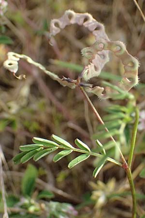 Hippocrepis ciliata \ Gewimperter Hufeisenklee, Kefalonia Fiskardo 16.4.2024