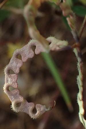 Hippocrepis ciliata \ Gewimperter Hufeisenklee, Kefalonia Fiskardo 16.4.2024