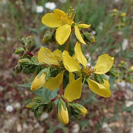 Hypericum spruneri \ Spruners Johanniskraut / Spruner's St. John's-Wort, Kefalonia/Cephalonia Road 50 n Fragkata 18.4.2024
