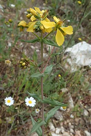 Hypericum spruneri \ Spruners Johanniskraut / Spruner's St. John's-Wort, Kefalonia/Cephalonia Road 50 n Fragkata 18.4.2024