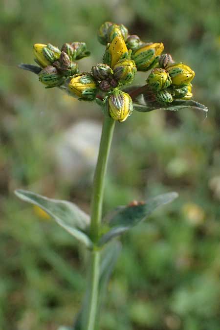 Hypericum spruneri \ Spruners Johanniskraut / Spruner's St. John's-Wort, Kefalonia/Cephalonia Skala 17.4.2024