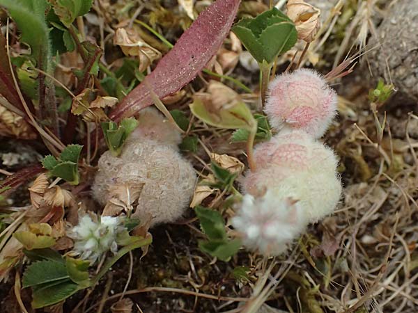 Trifolium physodes \ Geschwollener Klee / Bladder Clover, Kefalonia/Cephalonia Komitata 16.4.2024
