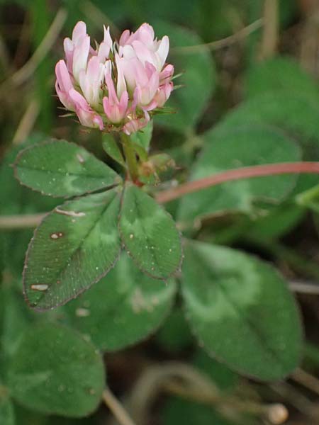 Trifolium physodes \ Geschwollener Klee / Bladder Clover, Kefalonia/Cephalonia Fiskardo 16.4.2024