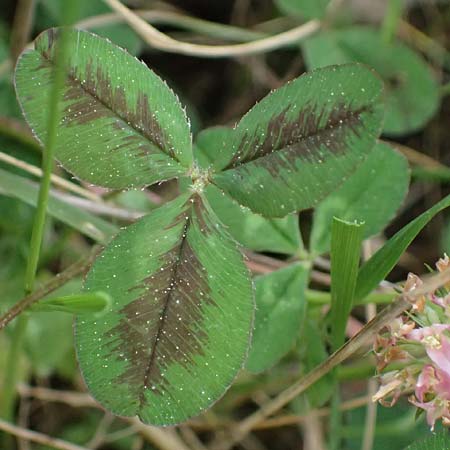Trifolium physodes \ Geschwollener Klee / Bladder Clover, Kefalonia/Cephalonia Fiskardo 16.4.2024